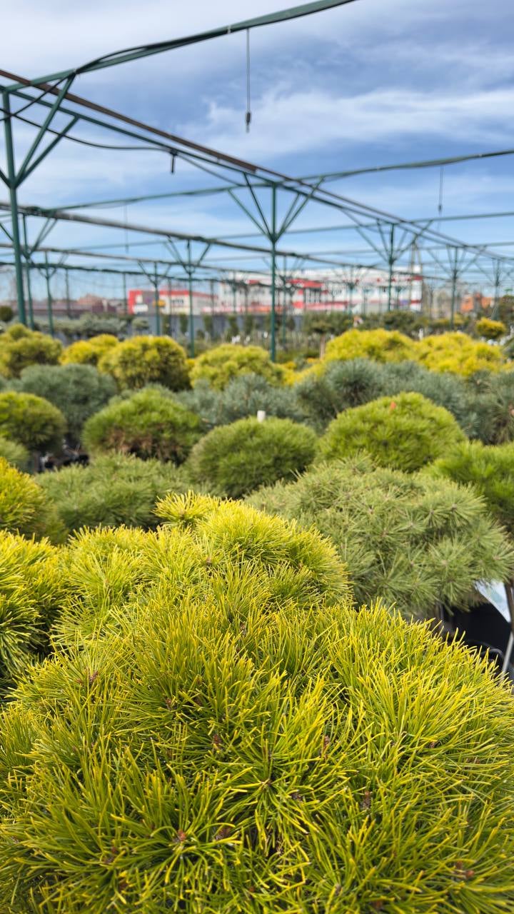 Ваш сад начинается с доверия